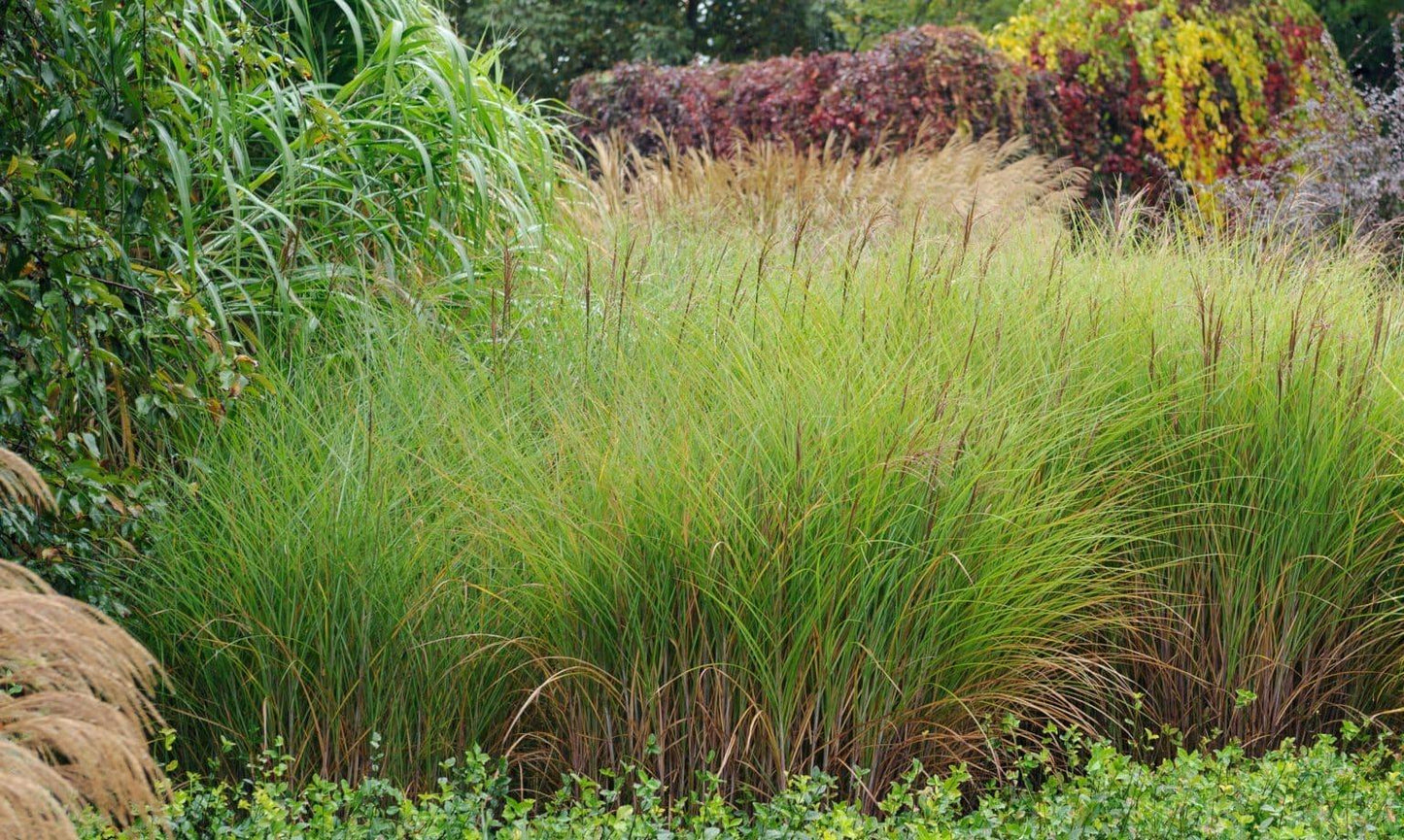 G0030 Grass Miscanthus Sinensis Gracillimus - View 18 from www redcrocus com