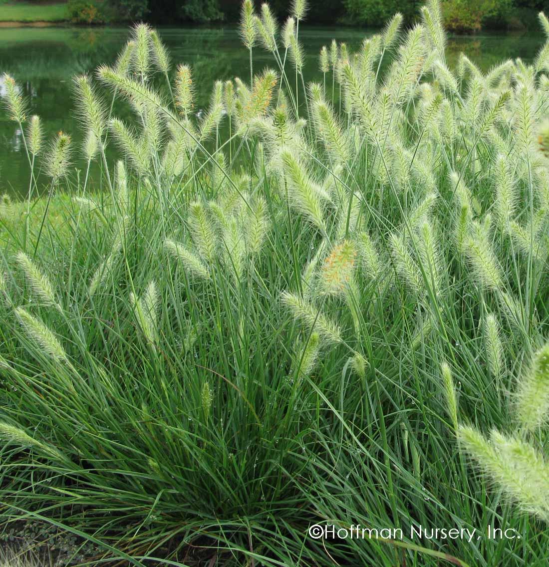 G0032 Grass Pennisetum Alopecuroides Hameln - View 14 from www redcrocus com