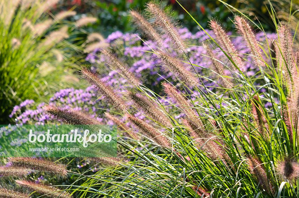 G0032 Grass Pennisetum Alopecuroides Hameln - View 5 from www redcrocus com