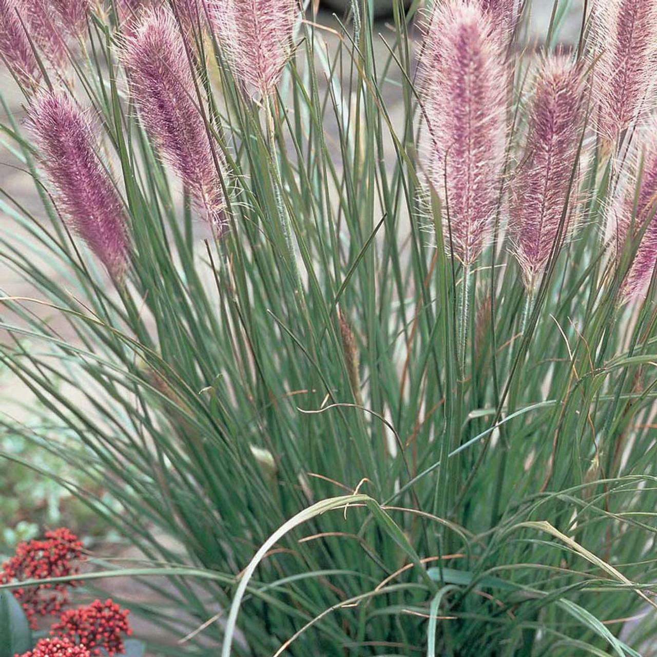 G0033 Grass Pennisetum Alopecuroides Red Head - View 16 from www redcrocus com