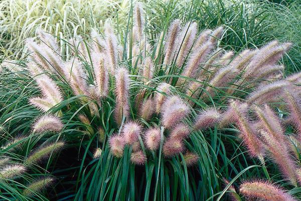 G0033 Grass Pennisetum Alopecuroides Red Head - View 19 from www redcrocus com