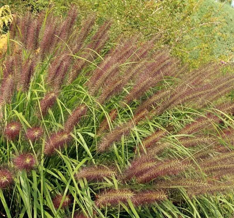 G0033 Grass Pennisetum Alopecuroides Red Head - View 2 from www redcrocus com