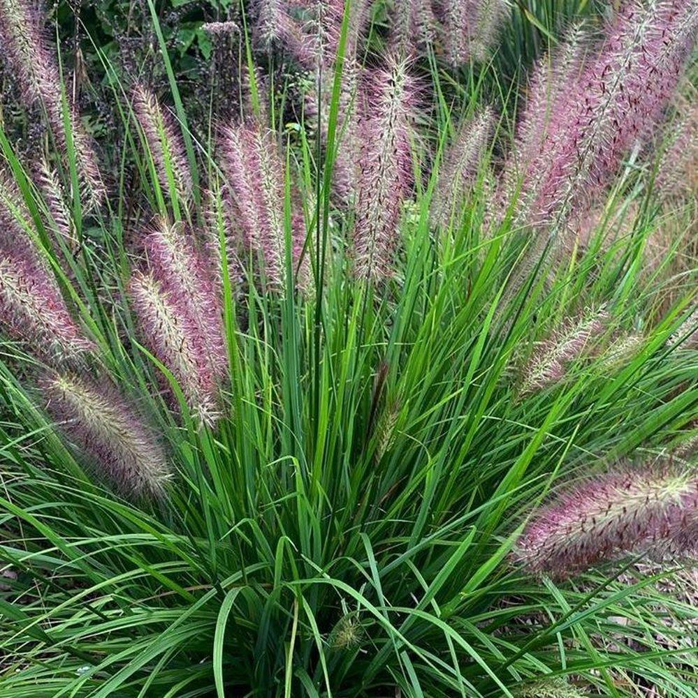 G0033 Grass Pennisetum Alopecuroides Red Head - View 4 from www redcrocus com