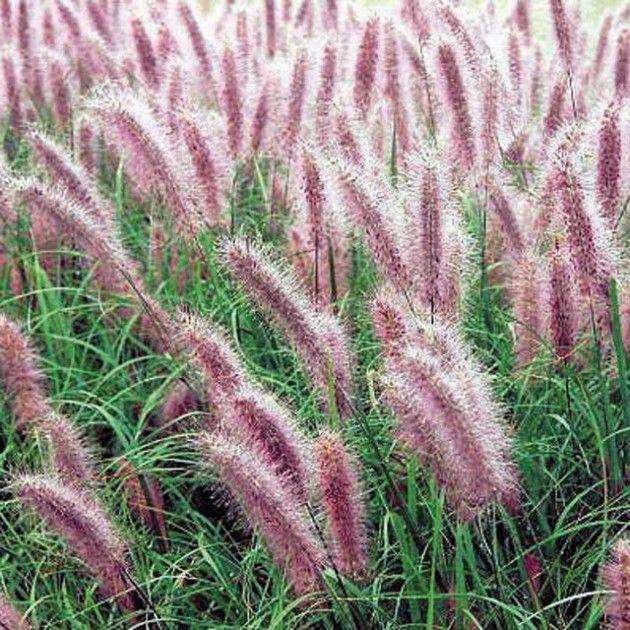 G0033 Grass Pennisetum Alopecuroides Red Head - View 7 from www redcrocus com