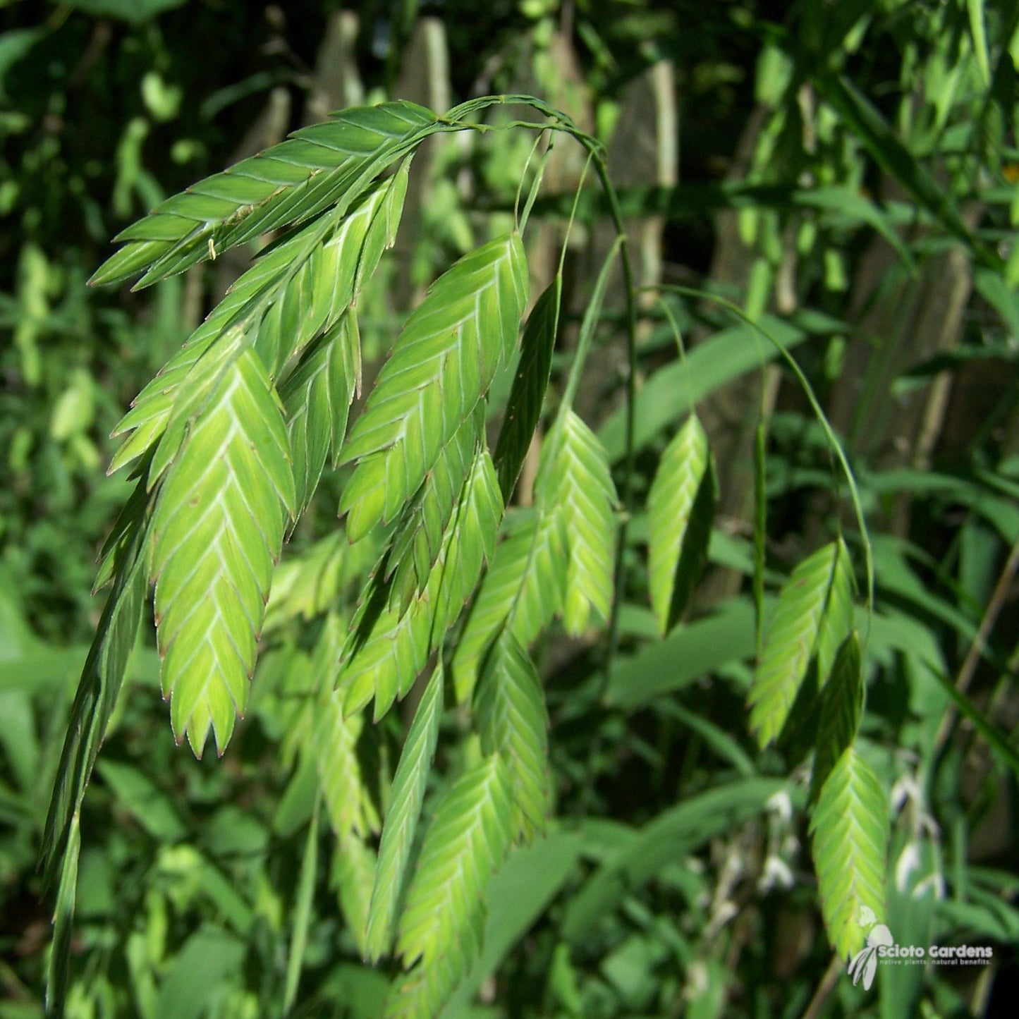 G0039 Grass Chasmanthium Latifolium - View 10 from www redcrocus com