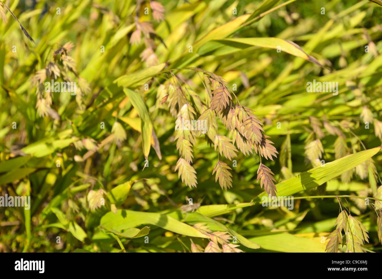 G0039 Grass Chasmanthium Latifolium - View 8 from www redcrocus com