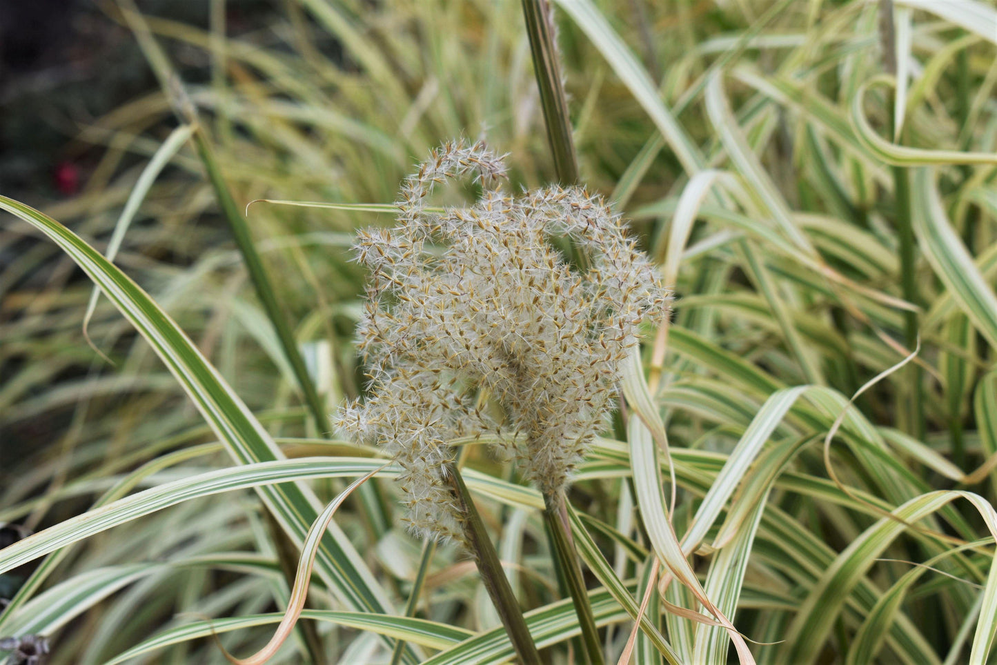 G0041 Grass Miscanthus Sinensis Cabaret - View 12 from www redcrocus com