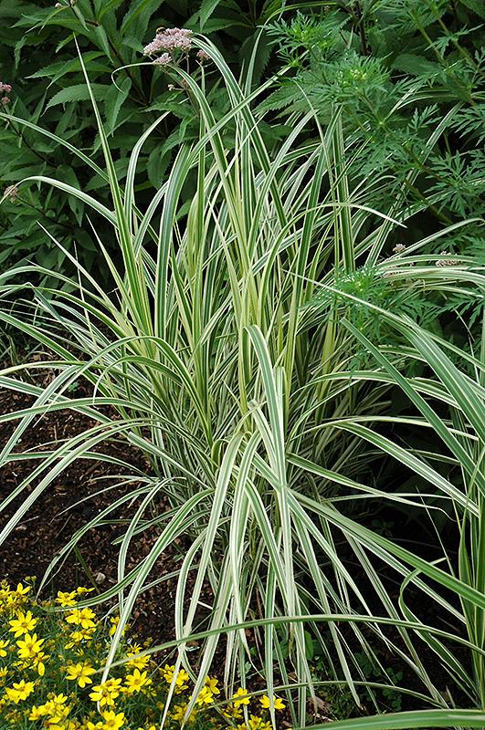G0041 Grass Miscanthus Sinensis Cabaret - View 13 from www redcrocus com