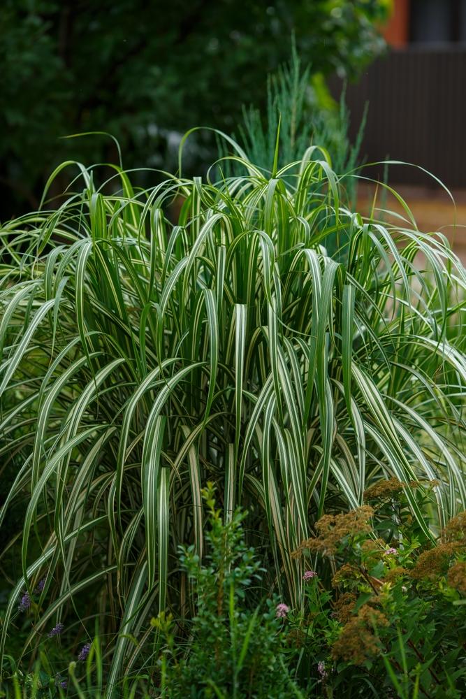 G0041 Grass Miscanthus Sinensis Cabaret - View 14 from www redcrocus com
