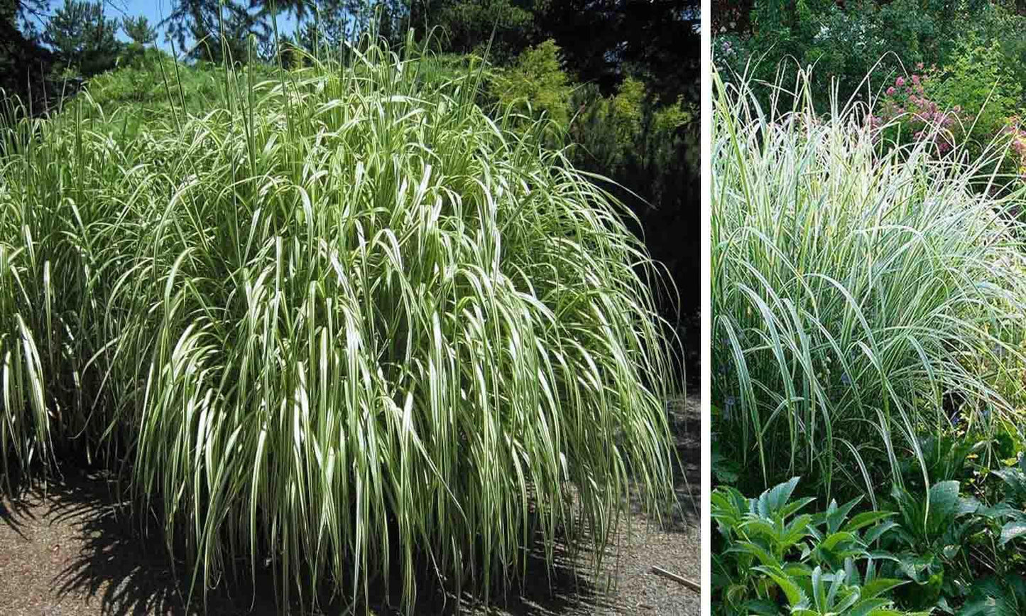 G0041 Grass Miscanthus Sinensis Cabaret - View 17 from www redcrocus com