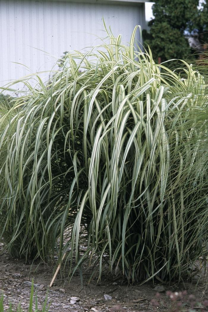 G0041 Grass Miscanthus Sinensis Cabaret - View 2 from www redcrocus com