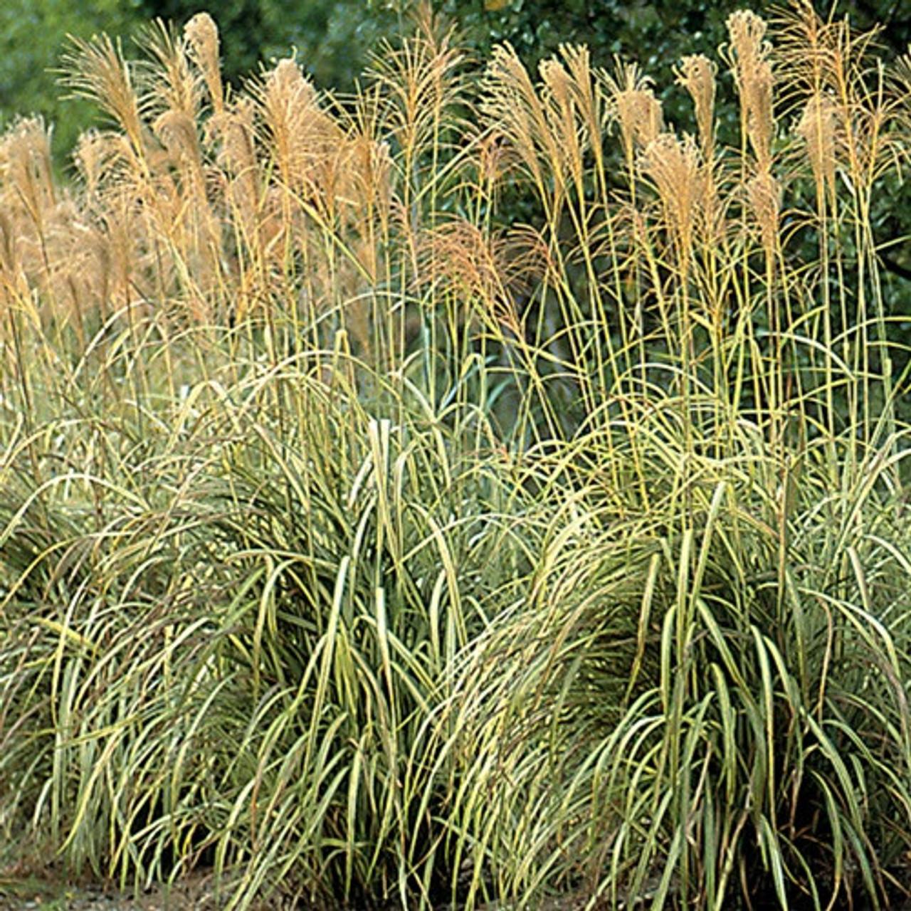 G0041 Grass Miscanthus Sinensis Cabaret - View 4 from www redcrocus com