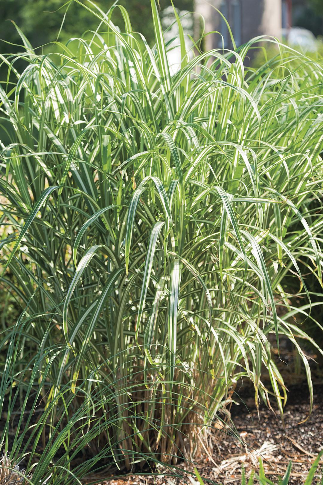G0041 Grass Miscanthus Sinensis Cabaret - View 5 from www redcrocus com