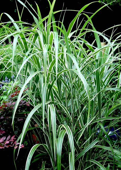 G0041 Grass Miscanthus Sinensis Cabaret - View 7 from www redcrocus com