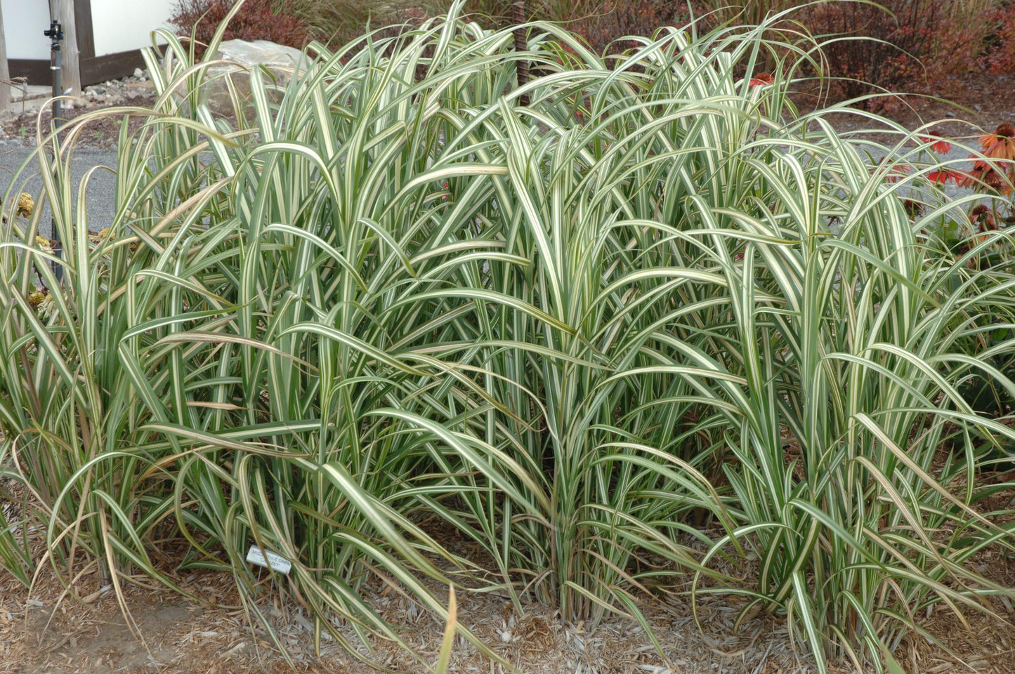 G0041 Grass Miscanthus Sinensis Cabaret - View 8 from www redcrocus com