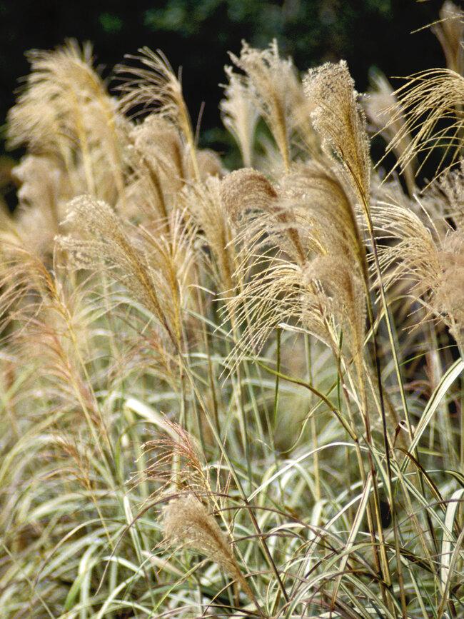 G0041 Grass Miscanthus Sinensis Cabaret - View 9 from www redcrocus com