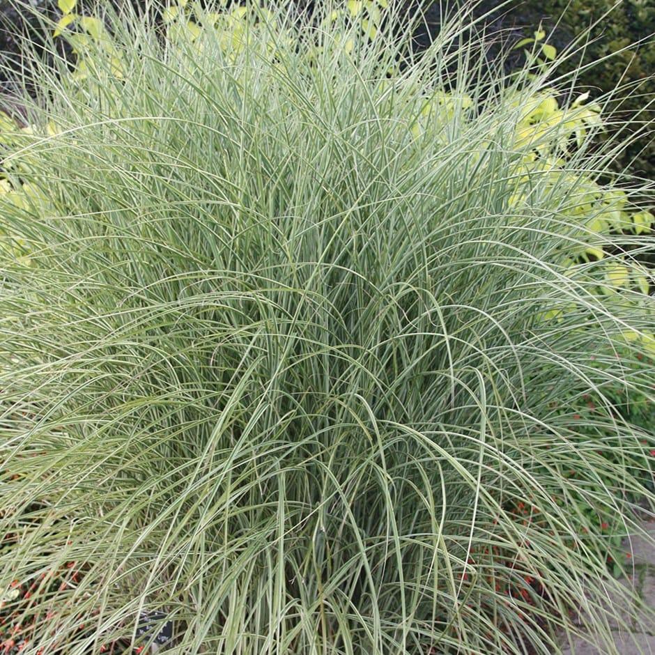 G0044 Grass Miscanthus Sinensis Morning Light - View 11 from www redcrocus com