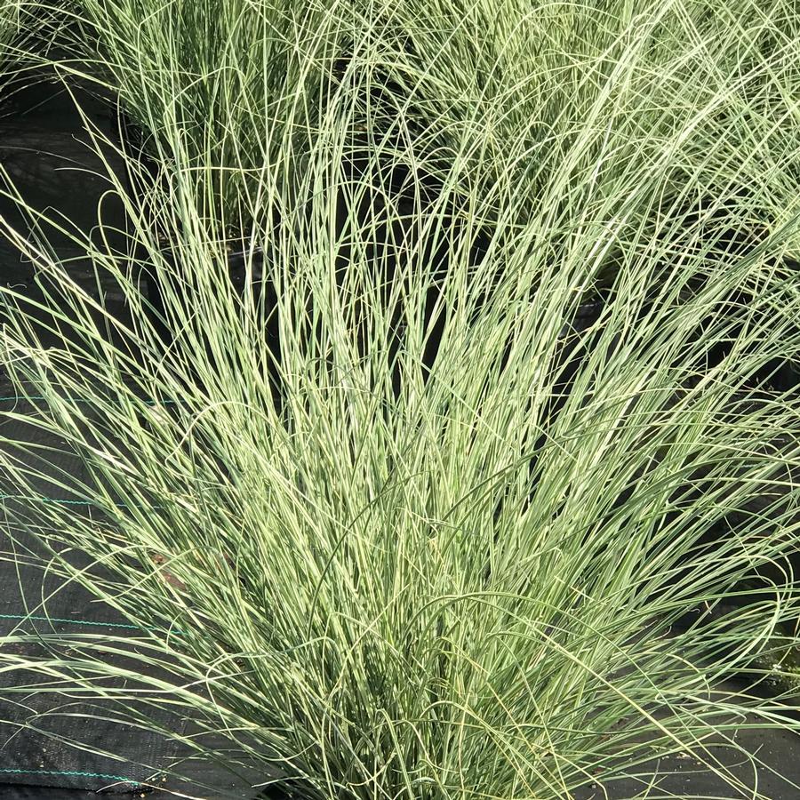 G0044 Grass Miscanthus Sinensis Morning Light - View 12 from www redcrocus com