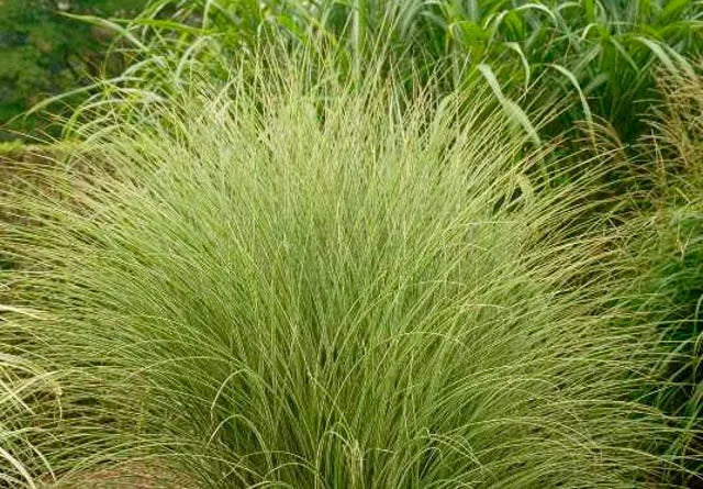 G0044 Grass Miscanthus Sinensis Morning Light - View 13 from www redcrocus com