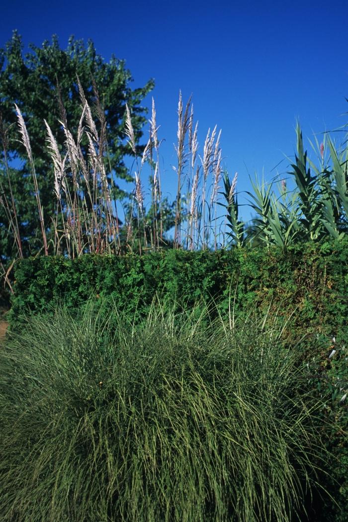 G0044 Grass Miscanthus Sinensis Morning Light - View 15 from www redcrocus com