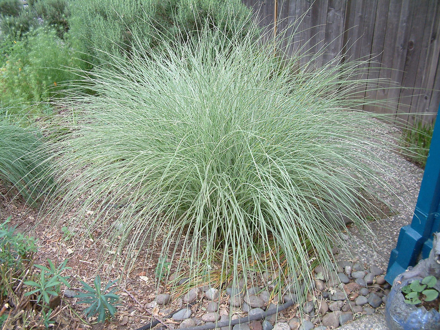 G0044 Grass Miscanthus Sinensis Morning Light - View 17 from www redcrocus com