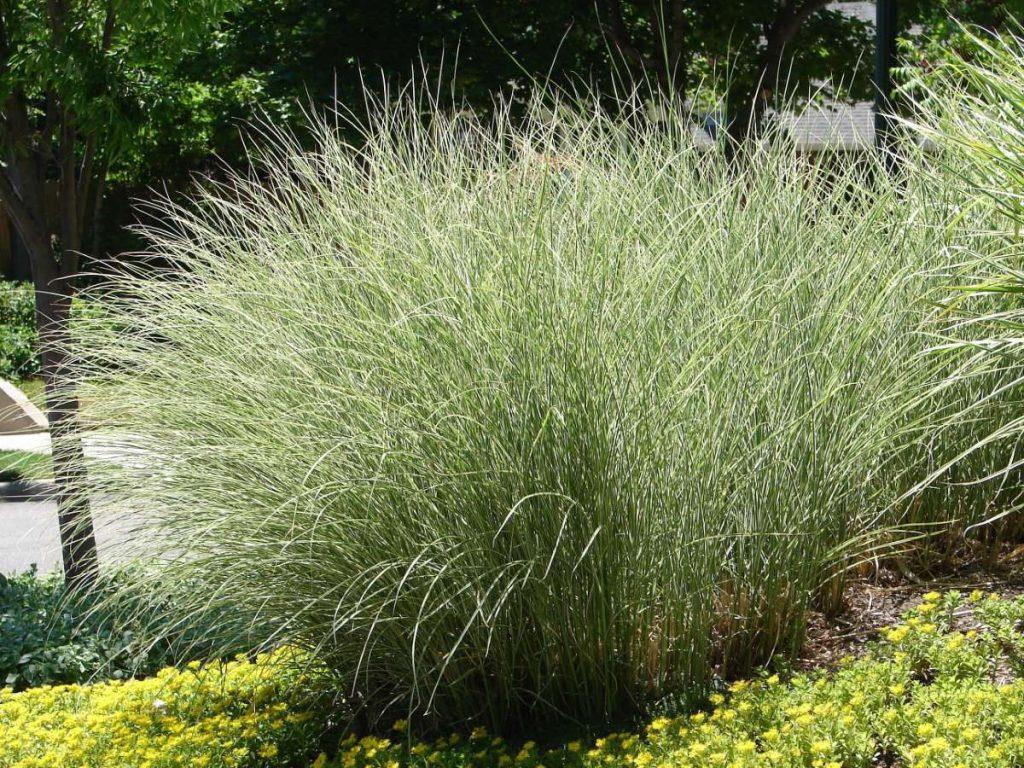 G0044 Grass Miscanthus Sinensis Morning Light - View 20 from www redcrocus com