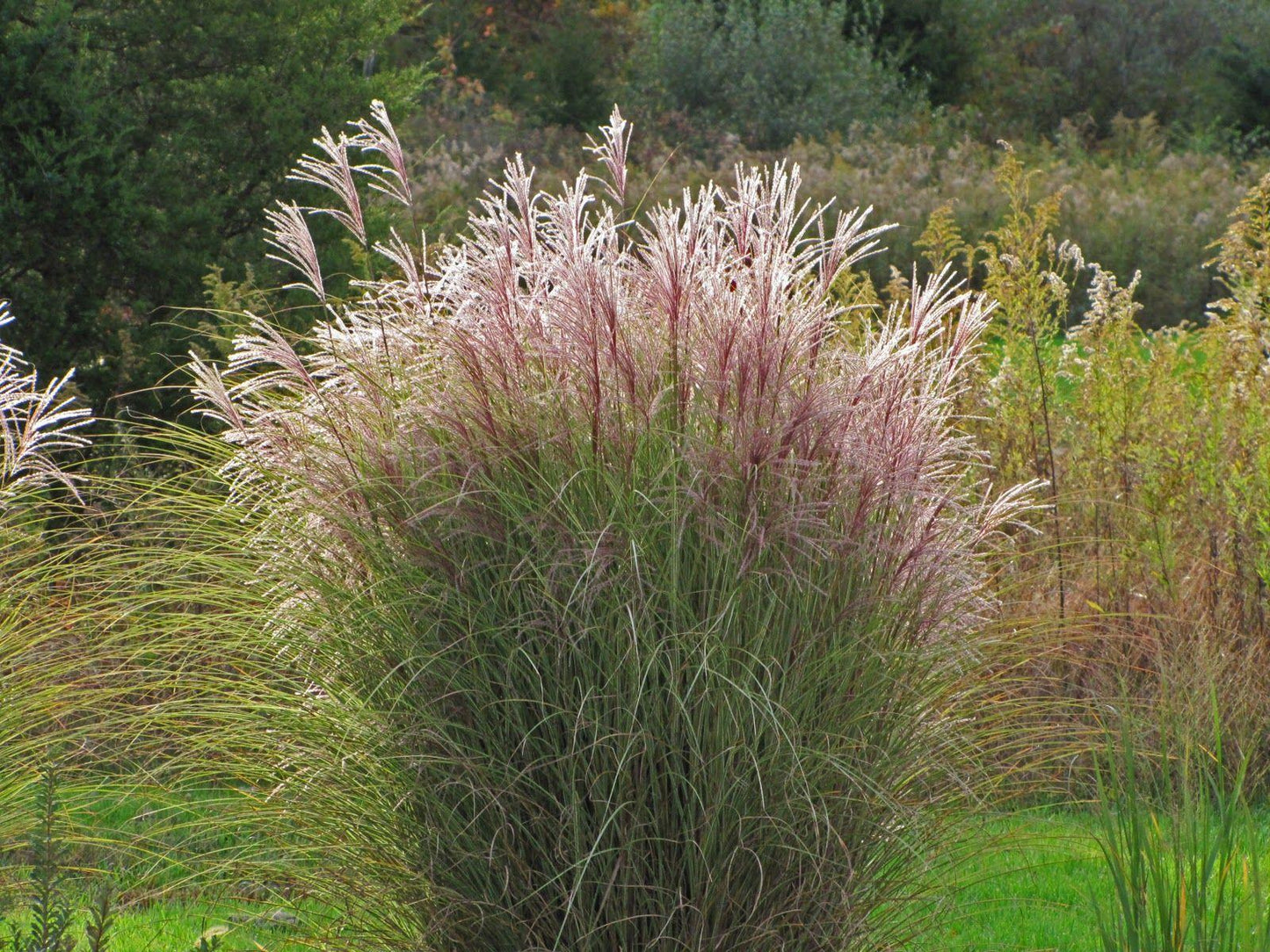 G0044 Grass Miscanthus Sinensis Morning Light - View 6 from www redcrocus com