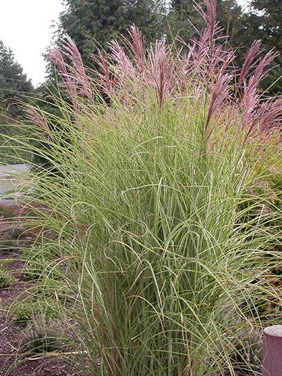 G0044 Grass Miscanthus Sinensis Morning Light - View 8 from www redcrocus com