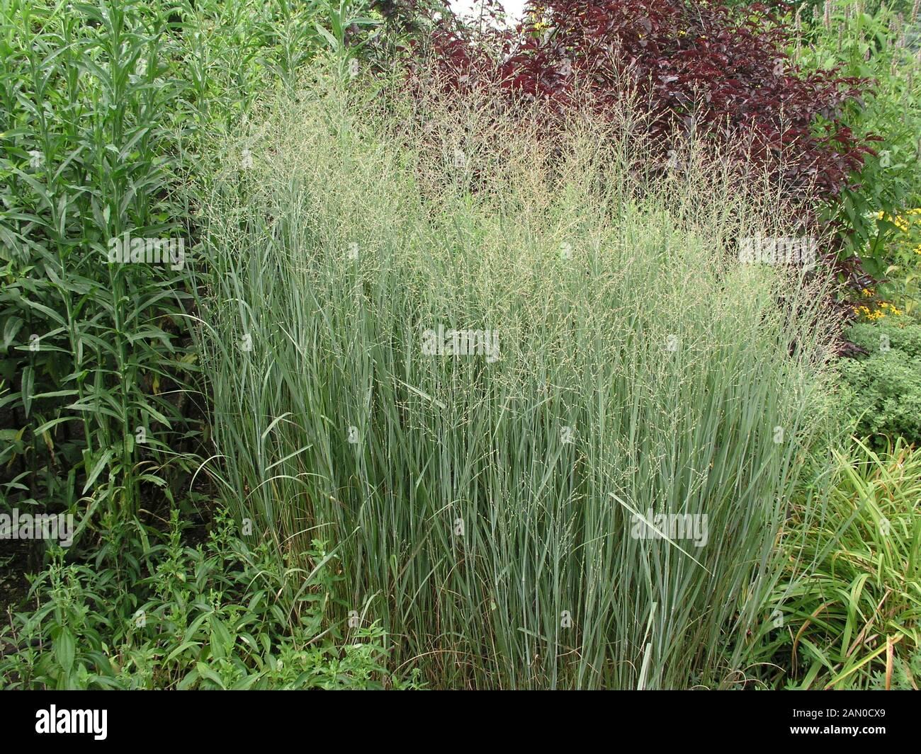 G0047 Grass Panicum Virgatum Heavy Metal - View 6 from www redcrocus com