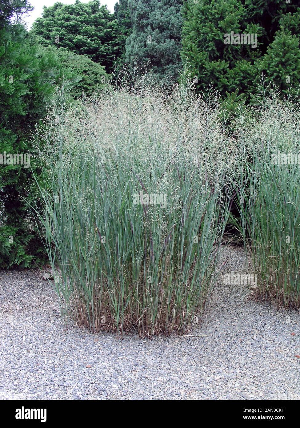G0047 Grass Panicum Virgatum Heavy Metal - View 8 from www redcrocus com