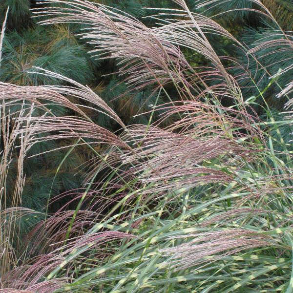 G0055 Grass, Miscanthus Sinensis 'zebrinus' - View 30 from www redcrocus com