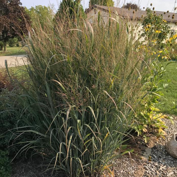 G0067 Grass Panicum Virgatum Northwind - View 19 from www redcrocus com