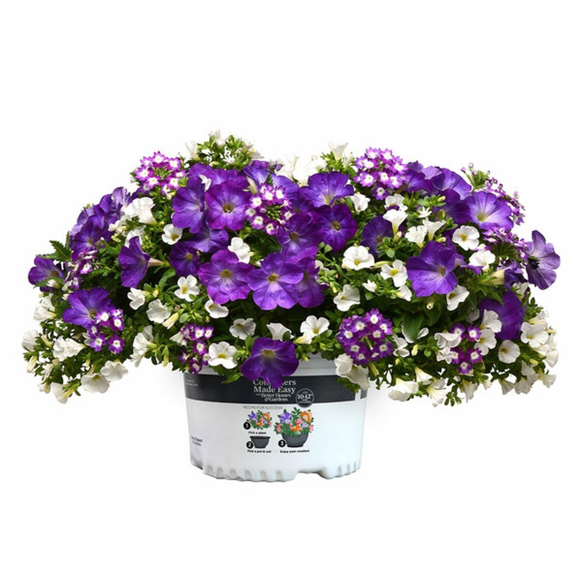 Combo Calibrachoa Petchoa Verbena Lobelia - View 4 from www redcrocus com