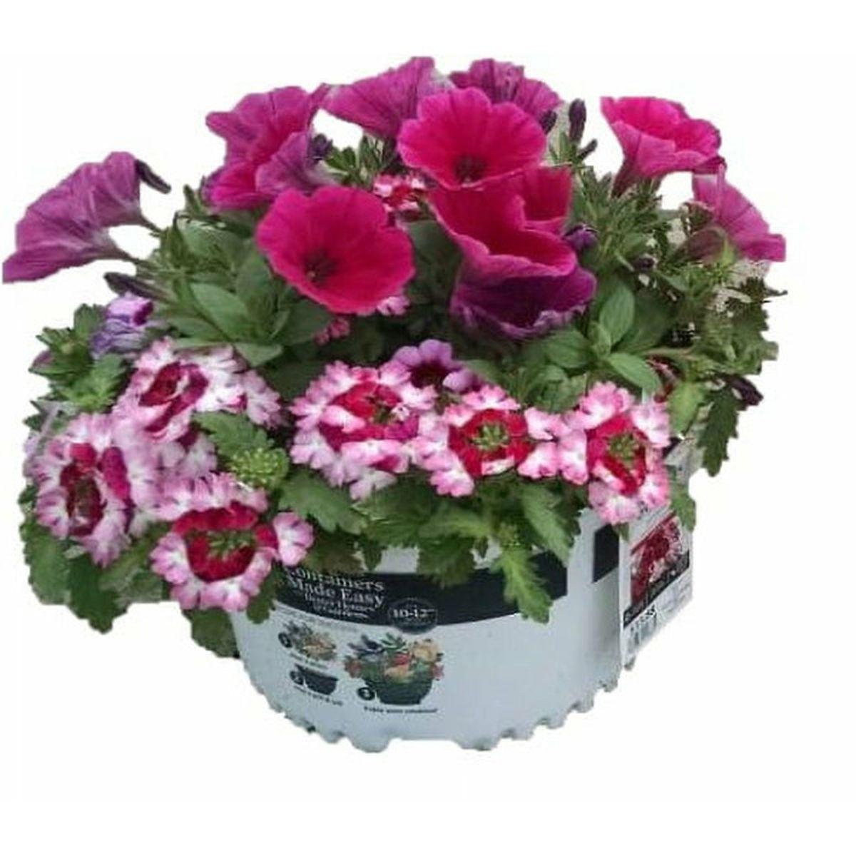 Combo Calibrachoa Petchoa Verbena Lobelia - View 5 from www redcrocus com