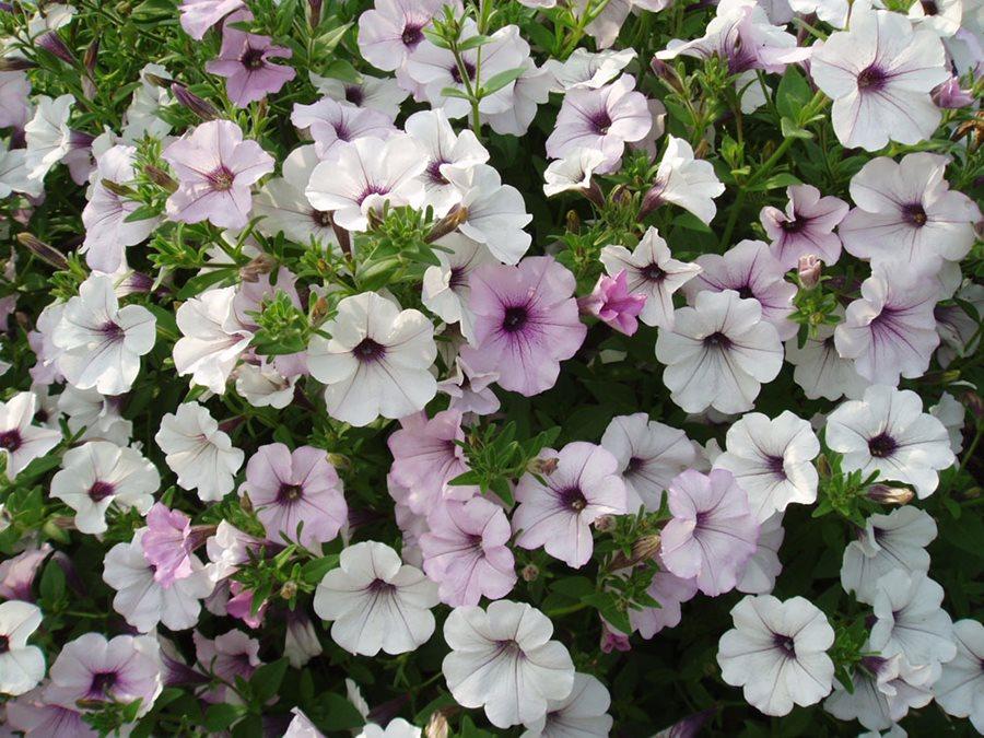 Petunia Blanket Silver Surprise - View 18 from www redcrocus com