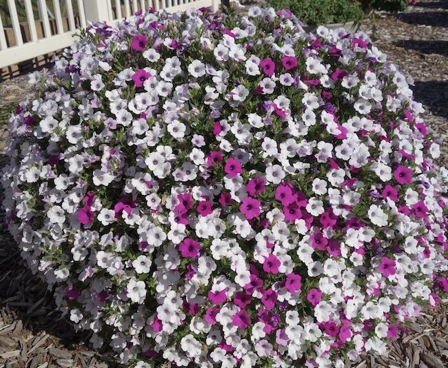 Petunia Blanket Silver Surprise - View 4 from www redcrocus com