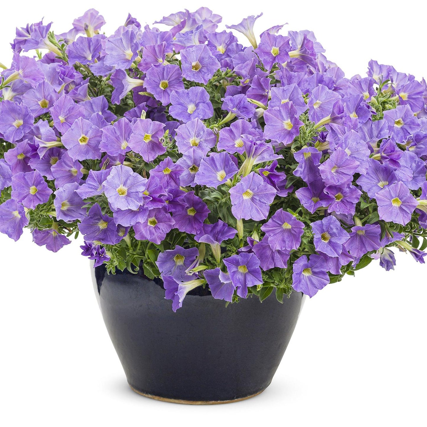 Petunia Dekko Sky Blue - View 10 from www redcrocus com