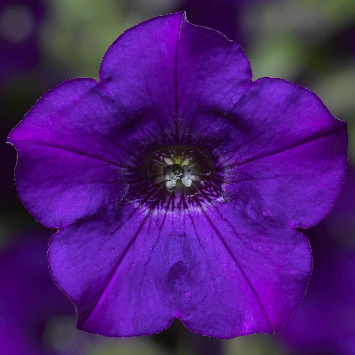 Petunia Dekko Sky Blue - View 11 from www redcrocus com