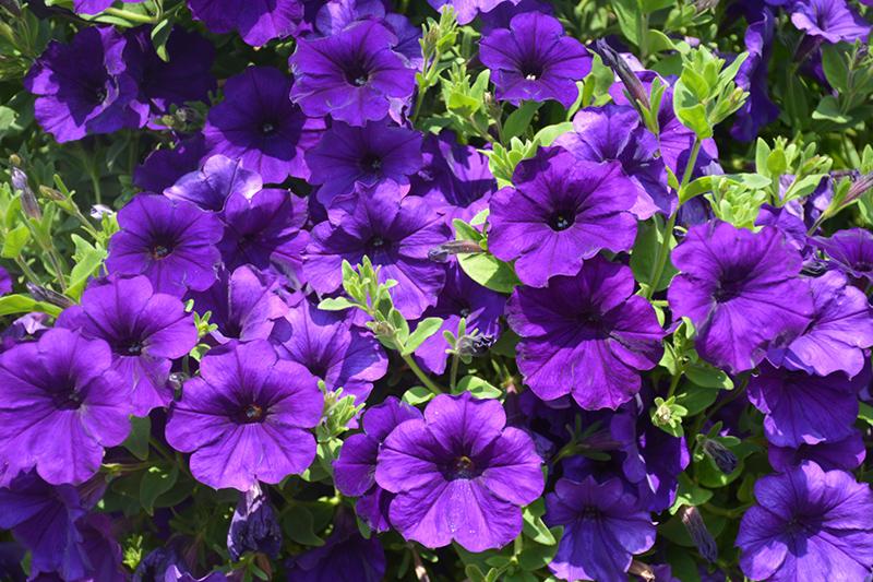 Petunia Dekko Sky Blue - View 12 from www redcrocus com