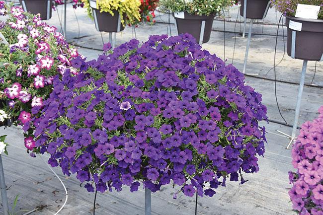 Petunia Dekko Sky Blue - View 13 from www redcrocus com