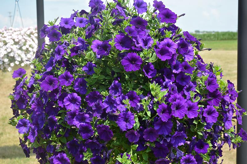 Petunia Dekko Sky Blue - View 14 from www redcrocus com