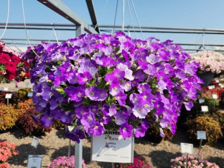 Petunia Dekko Sky Blue - View 15 from www redcrocus com