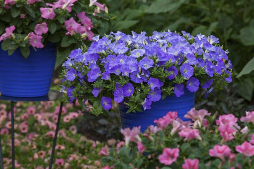 Petunia Dekko Sky Blue - View 2 from www redcrocus com
