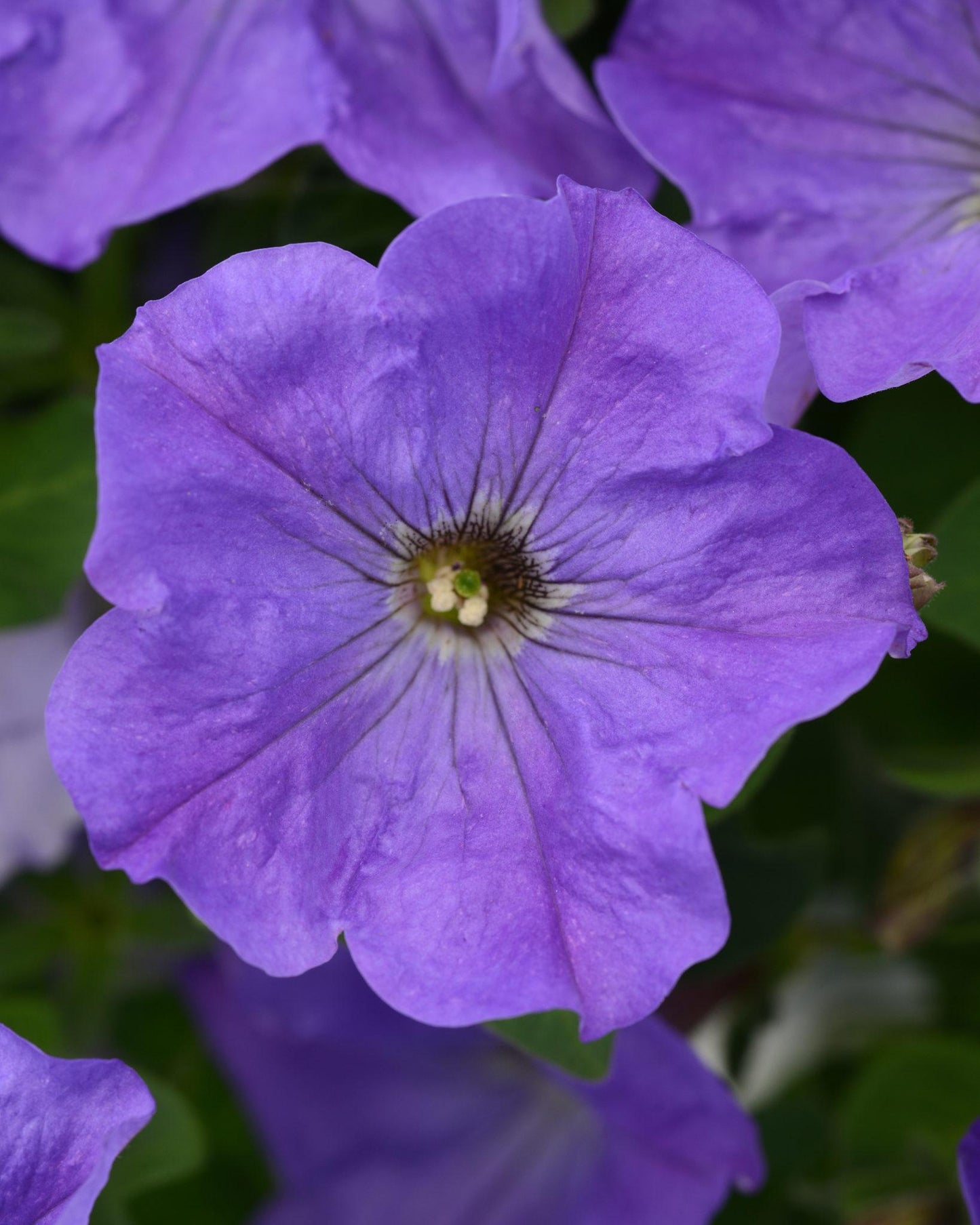 Petunia Dekko Sky Blue - View 3 from www redcrocus com