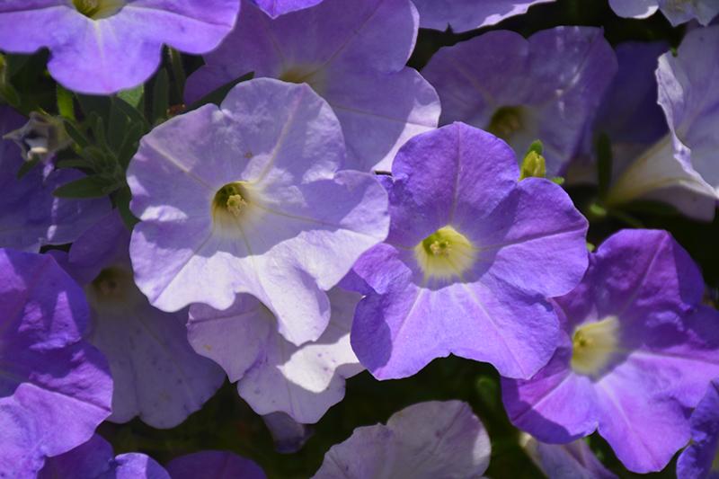 Petunia Dekko Sky Blue - View 4 from www redcrocus com