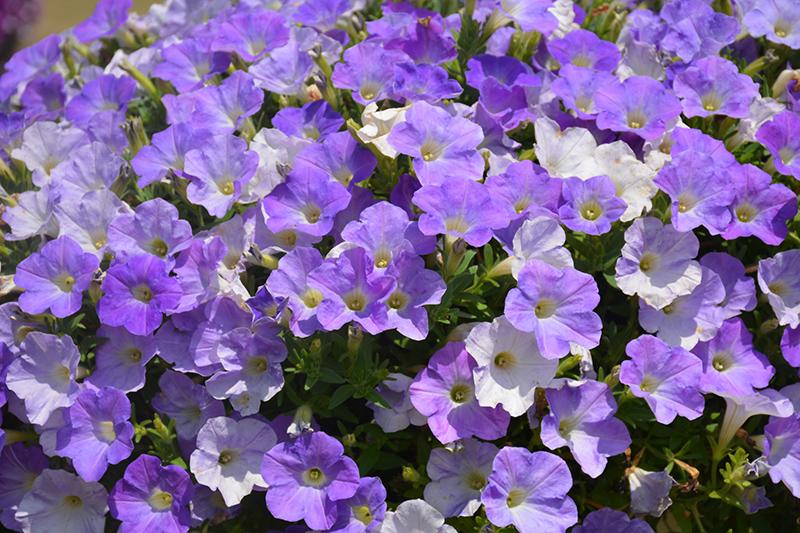 Petunia Dekko Sky Blue - View 5 from www redcrocus com