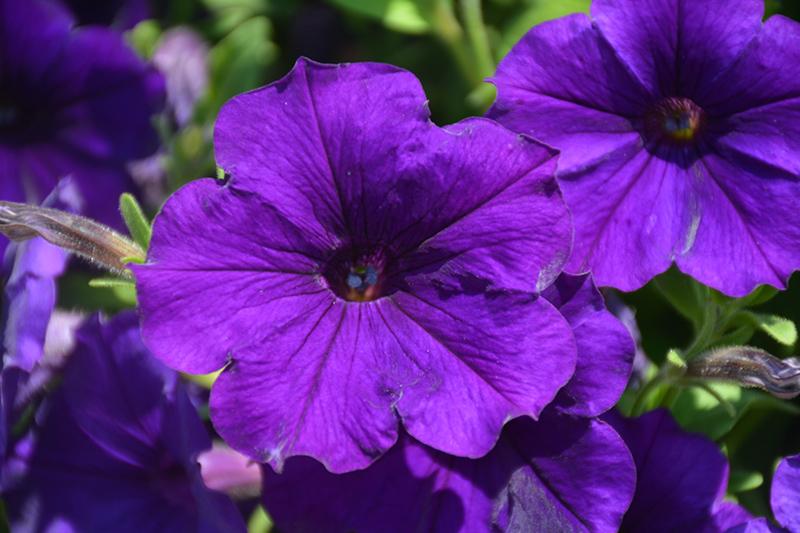Petunia Dekko Sky Blue - View 6 from www redcrocus com