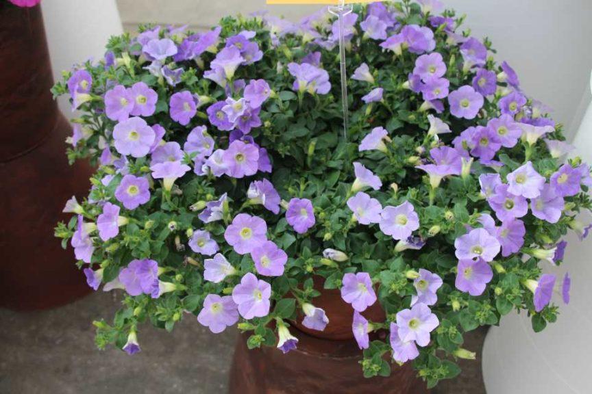 Petunia Dekko Sky Blue - View 7 from www redcrocus com