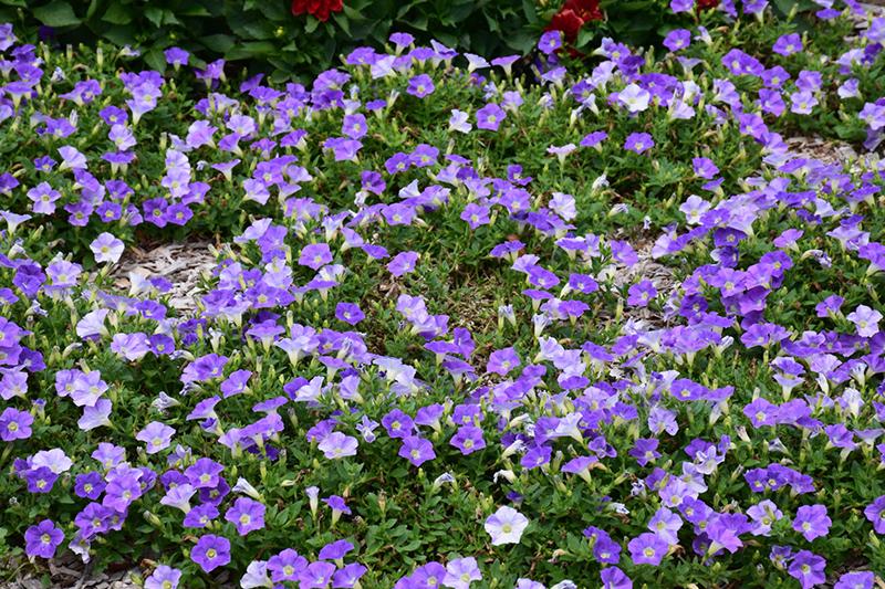 Petunia Dekko Sky Blue - View 8 from www redcrocus com