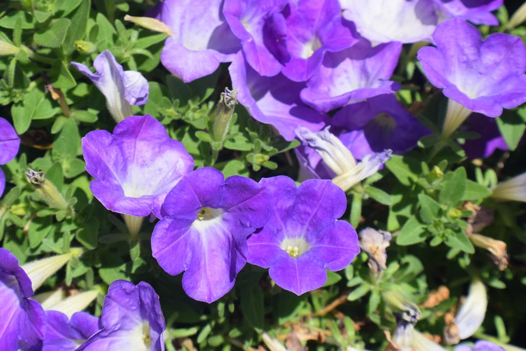Petunia Dekko Sky Blue - View 9 from www redcrocus com